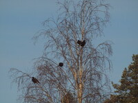 Bjørkefink (Fringilla montifringilla)