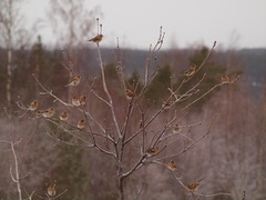 Bjørkefink (Fringilla montifringilla)