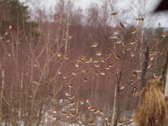 Bjørkefink (Fringilla montifringilla)