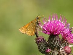 Engsmyger (Ochlodes sylvanus)