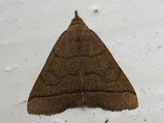 Gråbrunt viftefly (Herminia tarsipennalis)