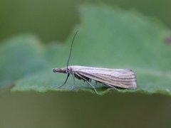 Blek nebbmott (Agriphila straminella)