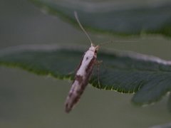 Rognebærmøll (Argyresthia conjugella)