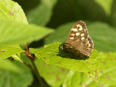 Skogringvinge (Pararge aegeria)