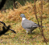 Ringdue (Columba palumbus)