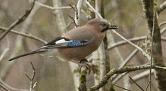 Nøtteskrike (Garrulus glandarius)