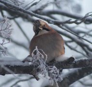 Nøtteskrike (Garrulus glandarius)