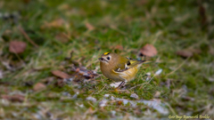 Fuglekonge (Regulus regulus)