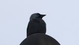 Kaie (Corvus monedula)