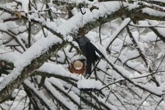 Kaie (Corvus monedula)
