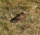 Kjernebiter (Coccothraustes coccothraustes)