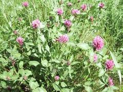 Rødkløver (Trifolium pratense)