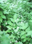 Stjerneblomslekta (Stellaria)