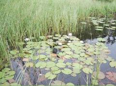 Hvit nøkkerose (Nymphaea alba)