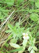 Tepperot (Potentilla erecta)