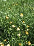 Bakkesoleie (Ranunculus acris)