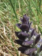 Jonsokkoll (Ajuga pyramidalis)