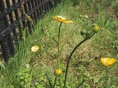 Bakkesoleie (Ranunculus acris)