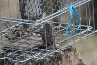 Stær (Sturnus vulgaris)