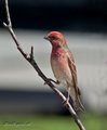 Rosenfink (Carpodacus erythrinus)