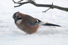 Nøtteskrike (Garrulus glandarius)