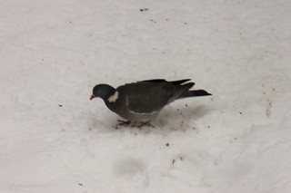 Ringdue (Columba palumbus)