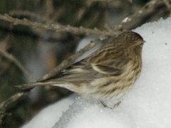 Brunsisik (Carduelis cabaret)