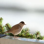 Munk (Sylvia atricapilla)