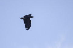 Havørn (Haliaeetus albicilla)