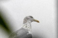 Gråmåke (Larus argentatus)