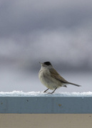 Munk (Sylvia atricapilla)