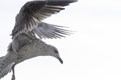 Gråmåke (Larus argentatus)