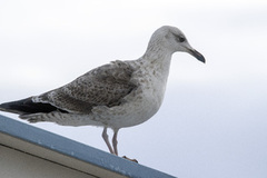 Gråmåke (Larus argentatus)