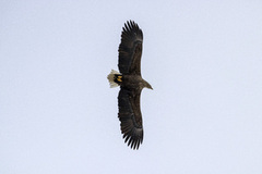 Havørn (Haliaeetus albicilla)