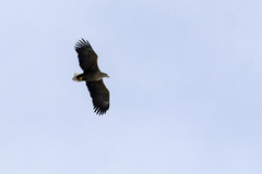 Havørn (Haliaeetus albicilla)