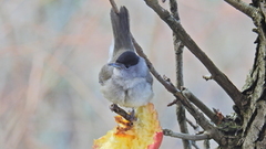 Munk (Sylvia atricapilla)