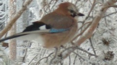 Nøtteskrike (Garrulus glandarius)