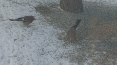 Nøtteskrike (Garrulus glandarius)