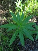 Geitrams (Epilobium angustifolium)