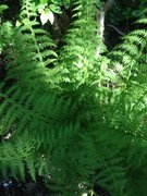 Skogburkne (Athyrium filix-femina)