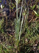 Flaskestarr (Carex rostrata)