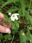 Hvitveis (Anemone nemorosa)