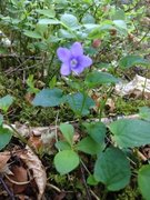 Skogfiol (Viola riviniana)