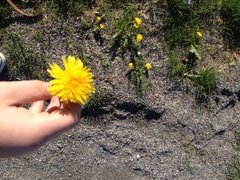 Løvetannslekta (Taraxacum)