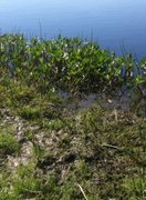 Bukkeblad (Menyanthes trifoliata)