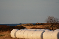 Havørn (Haliaeetus albicilla)