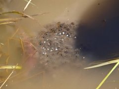 Buttsnutefrosk (Rana temporaria)