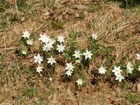 Hvitveis (Anemone nemorosa)