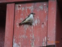 Svarthvit fluesnapper (Ficedula hypoleuca)