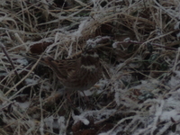 Hvithodespurv (Emberiza leucocephalos)